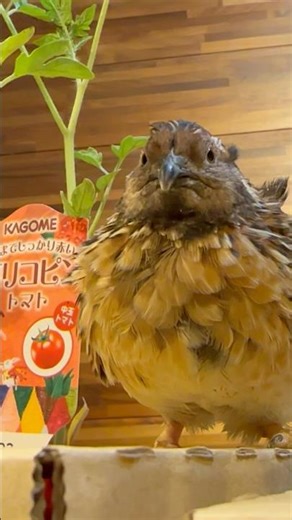 カゴメトマトの苗🍅🌱