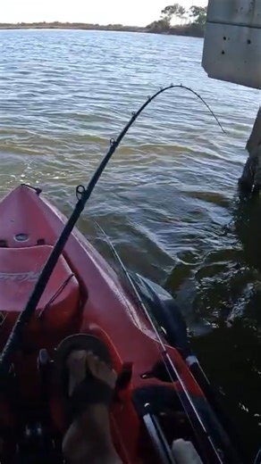 Idropped this Fiddler Crab under this Tiny Brigde! | Yakin With Jack