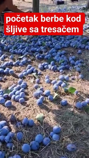 Početak berbe kod šljive sa tresačem #fruit #fruits #agriculture #agro #machine #plum fruitcutting