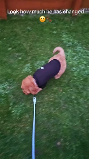 8 Weeks V 18 Weeks.. Crazy how fast they grow 🐕‍🦺🐾#cockapoo #puppies #livinghisbestlife #cutedog @JLT