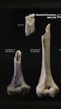 This Neanderthal family was cannibalized #neanderthal #ancient #archaeology