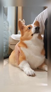 2.8K views · 2.3K reactions | The eyes 殺 .  Credit: unknown . DM  @we_love_corgi_features for feature info or collabs ✌️ Save this so you can see this cutie later ☺  Make sure you follow @we_love_corgi__ for more, Here we all lover of Corgi  (Note: Please DM me for removing your content before report to Instagram ) • • • • • • #corgisgonnacorg #buzzfeedcorgis #dogsofinstagram #ilovemydog #socalcorgis | We Love Corgi | Facebook
