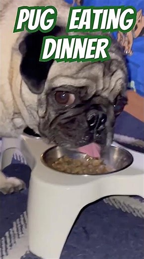 🐕 PUG ASMR Eating Sounds 🎶 🐾