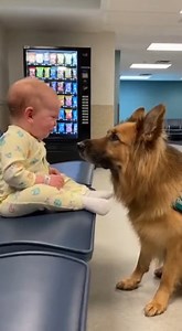 Night Shift Miracle | German shepherds