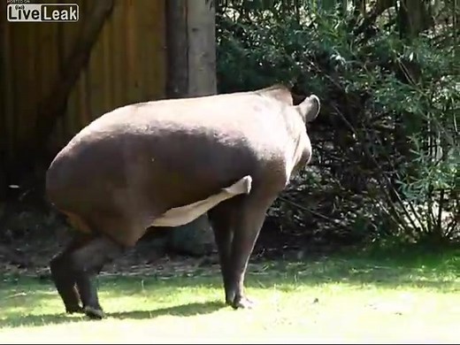 Gutbestückter Tapir weiss sich zu helfen