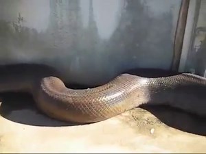 Biggest Anaconda In The world, Eating a person alive
