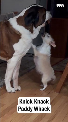 Big dog vs Small dog -- everyone's a winner! 🦴 #dogs #pets #shorts #funny