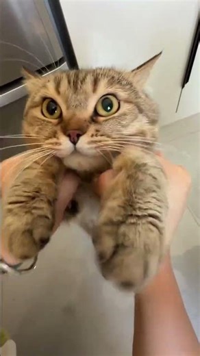 Dare to Sniff My Fist? Meet Our New Tabby Cat Debut