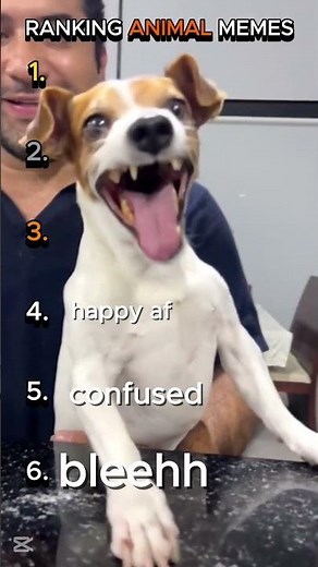 Ranking Animal Memes 😂 | Funniest Moments Turned into Memes #FunnyVideos #Memes #AnimalMemes