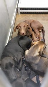 NO LONGER ON WEBSITE 🤩Amazing 3 month old lab/doberman mixes were dumped in a neighborhood and brought to the shelter. Now they're all looking for homes! Come meet these amazing pups. Cage 16 - 4 boys and 1 girl Adoption $67 boys, $87 girl includes fixing, rabies vaccine and microchip $90 each $40 pledge to a nonprofit Rescue | Advocates for the Animals at Greenville Animal Control Shelter