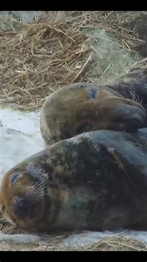 It looks like a nap party, but these gray seals on our live cam are practicing social and mating strategies that keep their colony thriving. | explore.org