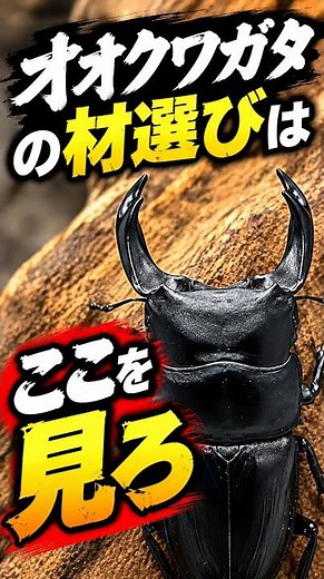 オオクワガタの材選びはここを見ろ！ #クワガタ