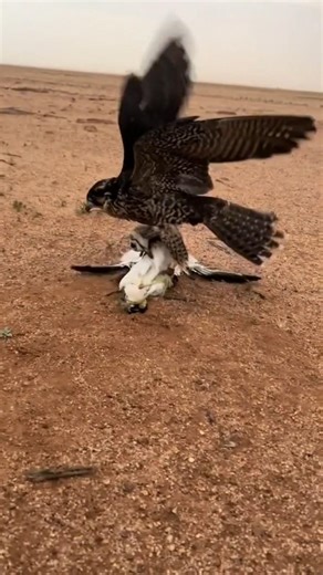 Hungry 🦅Peregrine Falcon Eating the Hubara Bird 🦃 #youtube #birds #harehunting #wildlife #nature