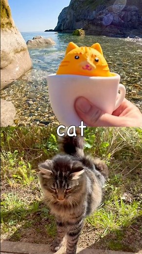 Fun Toys | Animal Names for Kids to Learn at the Shore: Oryx Cat Rooster Mouse Kangaroo