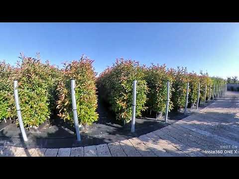 Photinia Red Robin ReadyHedge Readybags - 140-160cm tall hedging