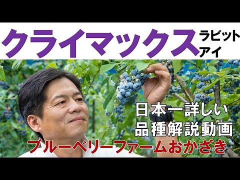 【クライマックス】品種解説動画