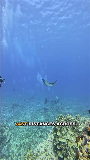 The Manta Ray Migration Mystery