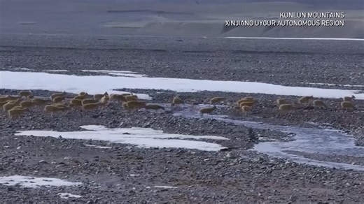 In late June and early July, Tibetan antelopes in NW China's Xinjiang enter peak breeding season. This year, over 5,000 antelopes start migrating across the western Kunlun Mountains to give birth, the largest such migration ever recorded in the area. #ChinaBiodiversity #PlanetMatters | CGTN Global Watch
