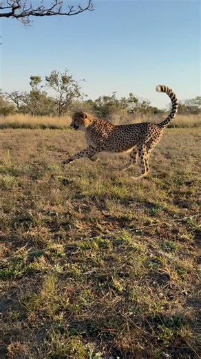 When a cheetah runs, the world holds its breath. Even in a protected environment, that burst of speed, that instinctive grace—it’s not just enrichment. It’s connection. A glimpse into what it means to be wild, even in human care. Cheetahs need space to stretch, to sprint, to be cheetahs. Because true conservation means honoring not just their survival—but their spirit. 🖤 #CheetahRun #CheetahExperience | Cheetah Experience