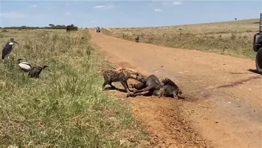 The Bespoke African Safari Co. | What do Vultures and Hyenas have in Common Vultures and hyenas are both scavengers that play a crucial role in their ecosystems by... | Instagram