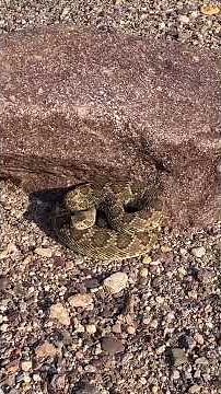 The Infamous Mojave Rattlesnake