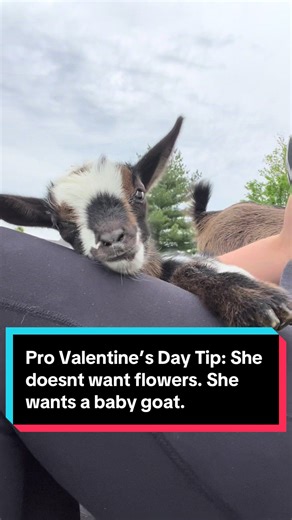 Can someone send this to my husband?!😆 Pro Valentine’s Day Tip: She doesn’t want flowers…She wants baby goats* NOTE: *before actually buying baby goats, please do your homework, as raising goats is a huge commitment. Even “miniature breed goats get to be the size of a medium to large size dog. Goats are herd animals, so you shouldn’t just get one goat, if you don’t already have goats. Many more things to consider before getting goats. Let me know if I should do another video on that. #valentine
