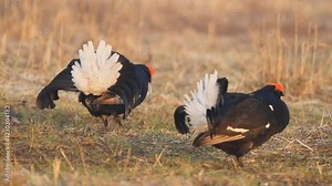 Two black grouse (Lyrurus tetrix) in fight