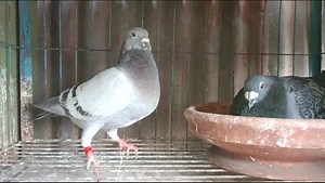 Sticker Donckers x Eijerkamp Pigeons , Grd. Daughter Che. | Ashikur Rahmans pigeons collection