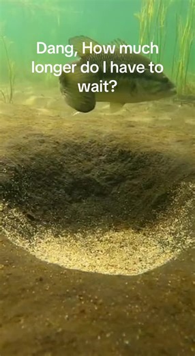 Bass Spawning Season: What You Need to Know