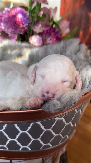 Our Four Cockapoo Puppies🥹