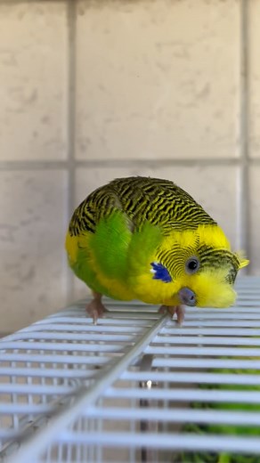 122 reactions · 20 shares | When your budgie decides to be extra adorable… the “Certified Cuteness” badge appears automatically. 襁#Birdlife | Ven Anastacio | Facebook