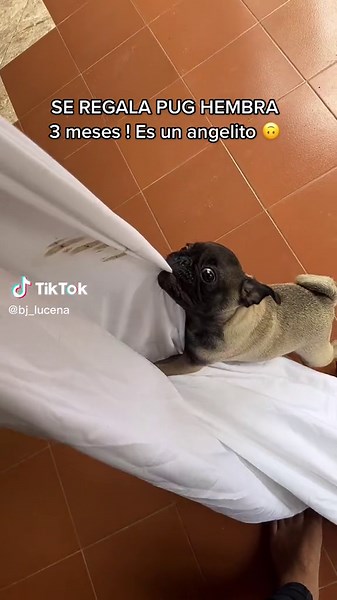 Adopt a Playful 3-Month-Old Female Pug Named Humbera