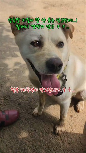 할머니 바라기 껌딱지 망고... #시골댕댕이 #강아지여름 # 할머니와 시골개 #만경낙조전망대