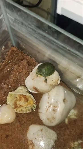 𝘼𝙌𝙐𝘼𝙈𝘼𝙉 on Instagram: "New pet🎀 . . . . . . . . . . . #fishtank #newpet #turtle #redearedslider #turtletank #viralreels #viralshorts #trendingreels #trending #explore"