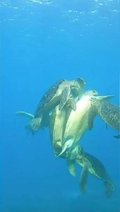 2M views · 9.9K reactions | Sea turtle mating #fbreelsvideo #viral #seaturtle #viralreel #RenzSpearfishing | Renz Spearfishing | Facebook