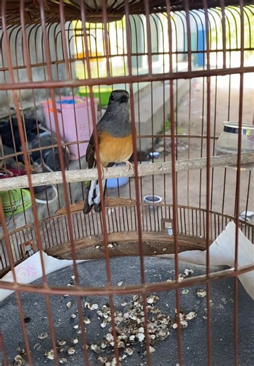 Khám Phá Chim Chích Chòe: Đặc Điểm Và Âm Thanh