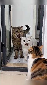 comedy mixes😱 very funny🤣 cat and dog😂 shorts funny #shorts #shor