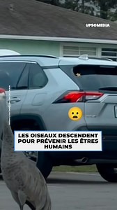 2.6M views · 10K reactions | Le comportement de ces oiseaux avant l'arrivée de l'ouragan Milton nous donne la chair de poule. | Formidable | Facebook