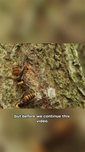 You won't believe how hornets do this...