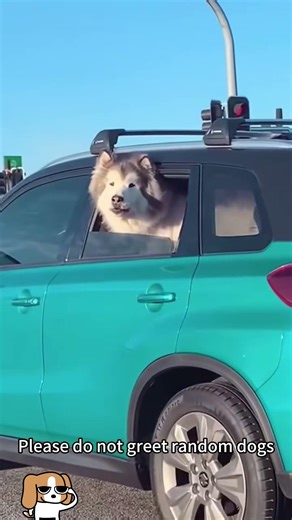 Find a random dog and say hello. #dog #funnydog #foryou #fyp #funny