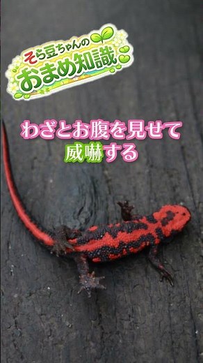 地味なのに毒と再生能力を持つイモリ【アカハライモリ】#アカハライモリ #両生類 #毒生物 #動物雑学 #生き物雑学 #shorts