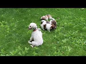 Shih Tzu Mix Puppies for Sale