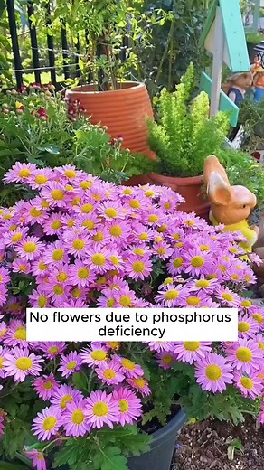 1 step to handle all tree care problems #gardeninggoals #gardeningistherapy #gardeningtips #gardeninglife #gardening_love #gardeninguk #gardening101 #gardeningtools #gardeningislife #gardeningtherapy #gardeningknowhow #gardeningseason #gardeningismytherapy #gardeningmakesmehappy #gardeningaustraliamag #gardeningday #gardeningideas #gardeningphoto | Gardening Ideas