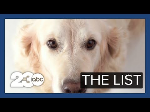 The Science of Dogs | THE LIST