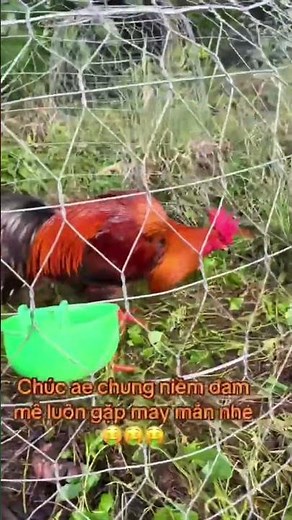 Amazing Red Chicken With Rare Comb – A Beautiful Rooster Close Up #snake #thiennhien #dongvat #facts