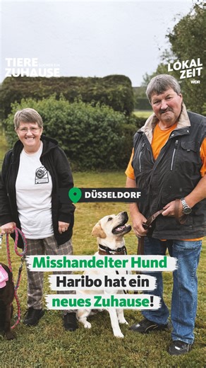 WDR Lokalzeit | Vor sechs Wochen wurde Labrador Haribo mit zugeklebter Schnauze im Wald gefunden! 😡 Der zweijährige Labrador kam im Tierheim Düsseldorf... | Instagram