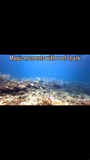 Reef sharks are common in the Key Largo reef. We see them on most of our dives and they always make the moment magical with thier slightly menacing grace! 3054514957 #islandventures #scuba #sharks #keylargo | Island Ventures | Facebook