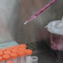 Video: Rapid and Refined CD11b Magnetic Isolation of Primary Microglia with Enhanced Purity and Versatility