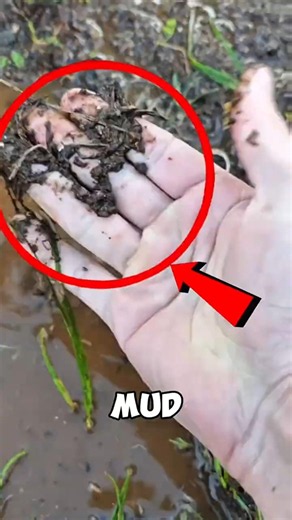 PUTTING MUD UNDER A MICROSCOPE AND THIS HAPPENED! 😱