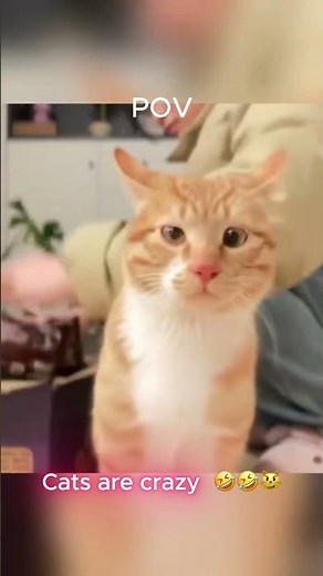 Beautiful Cat Moments 😻✨ | Heartwarming Cats Compilation 2025